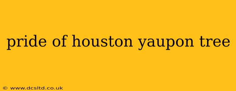 pride of houston yaupon tree
