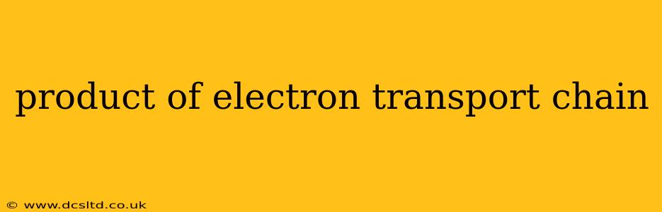 product of electron transport chain