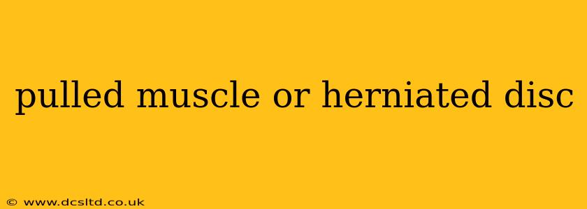 pulled muscle or herniated disc