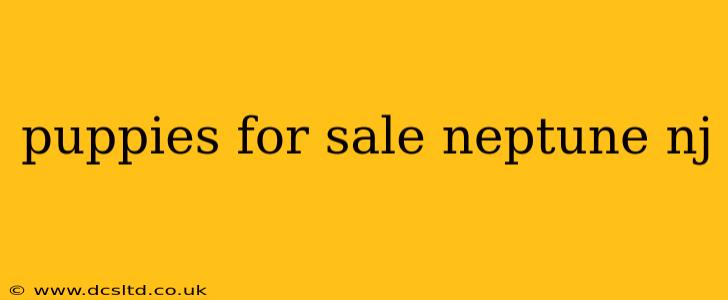 puppies for sale neptune nj