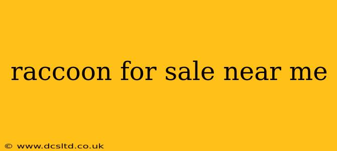 raccoon for sale near me