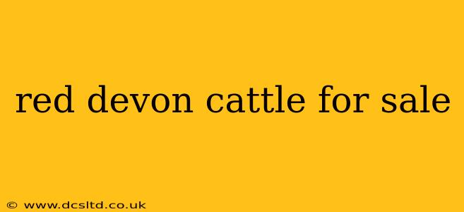 red devon cattle for sale