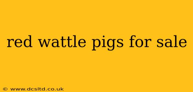 red wattle pigs for sale