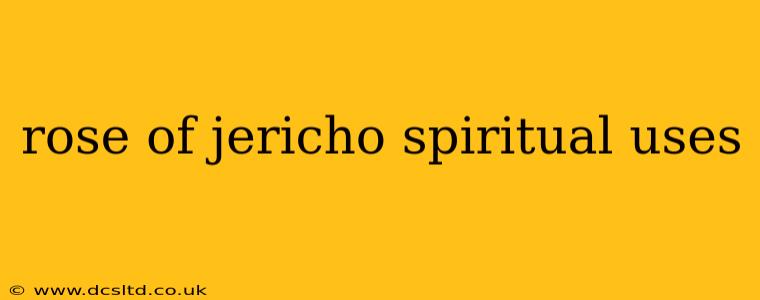rose of jericho spiritual uses