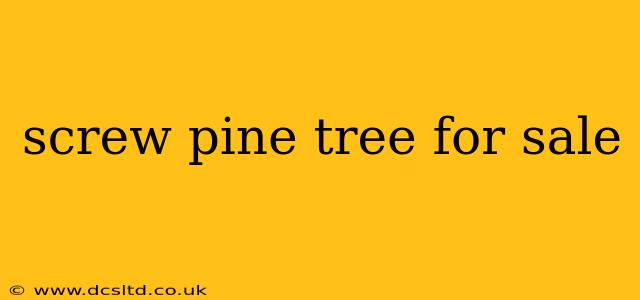 screw pine tree for sale