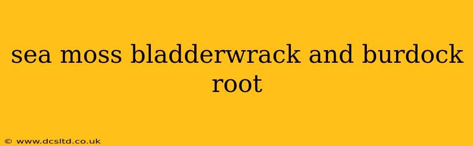 sea moss bladderwrack and burdock root