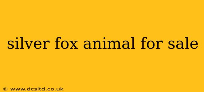 silver fox animal for sale
