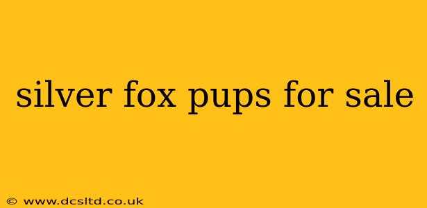 silver fox pups for sale