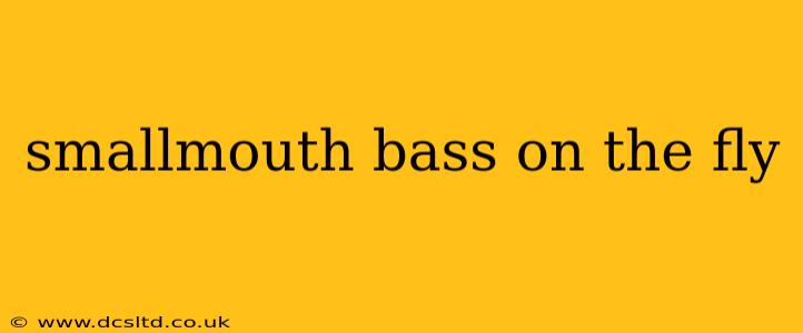 smallmouth bass on the fly