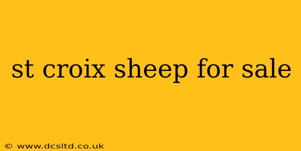 st croix sheep for sale