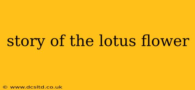 story of the lotus flower