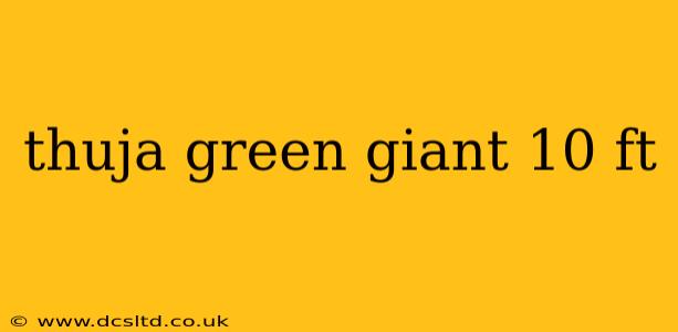 thuja green giant 10 ft