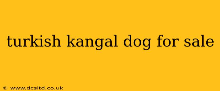 turkish kangal dog for sale