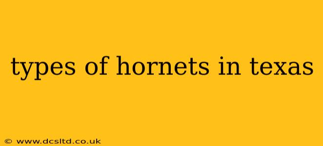 types of hornets in texas