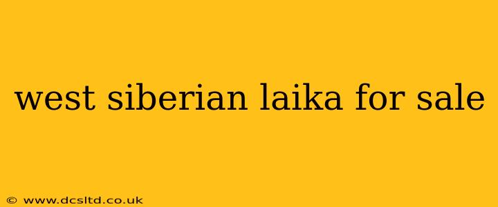 west siberian laika for sale