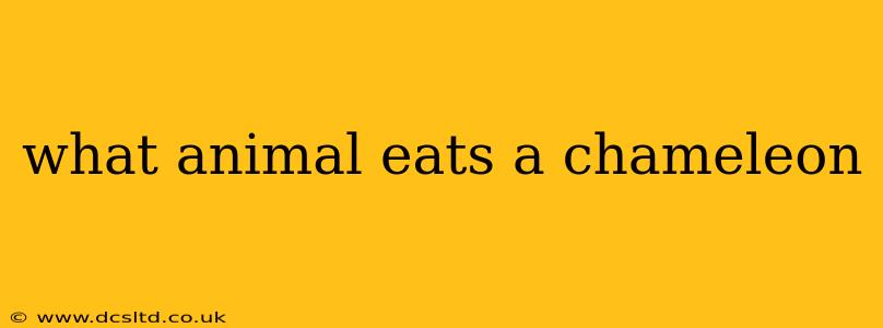 what animal eats a chameleon