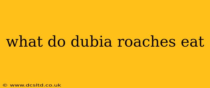 what do dubia roaches eat