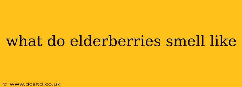 what do elderberries smell like