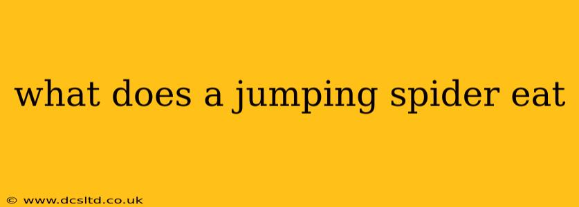 what does a jumping spider eat