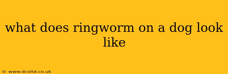 what does ringworm on a dog look like