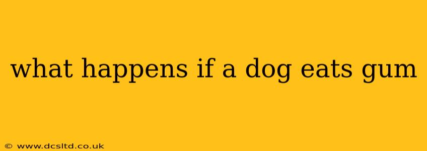 what happens if a dog eats gum
