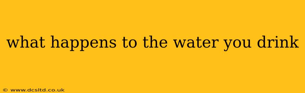 what happens to the water you drink