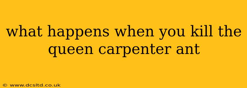 what happens when you kill the queen carpenter ant