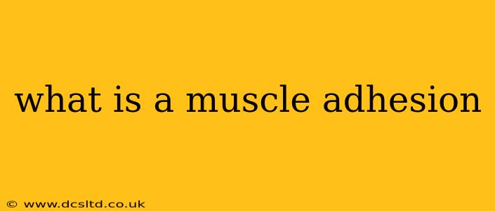 what is a muscle adhesion