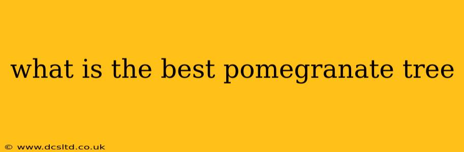 what is the best pomegranate tree