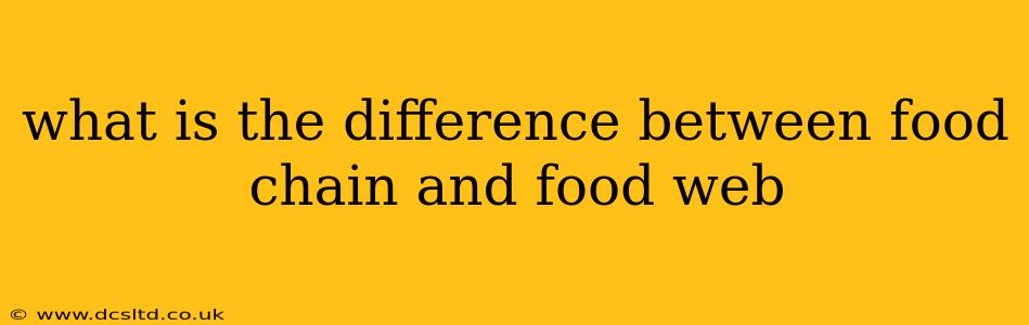what is the difference between food chain and food web