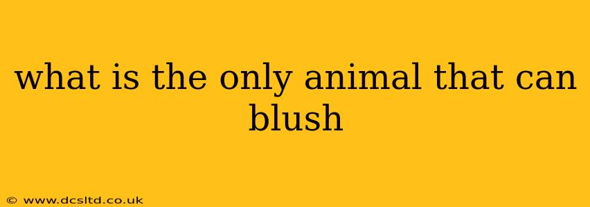 what is the only animal that can blush