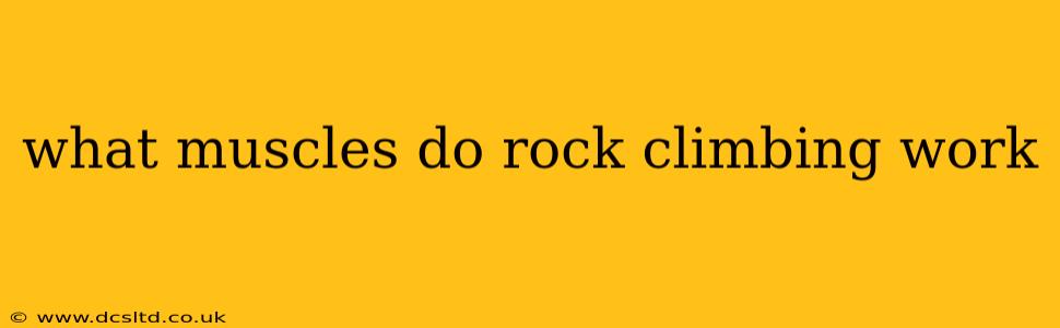 what muscles do rock climbing work