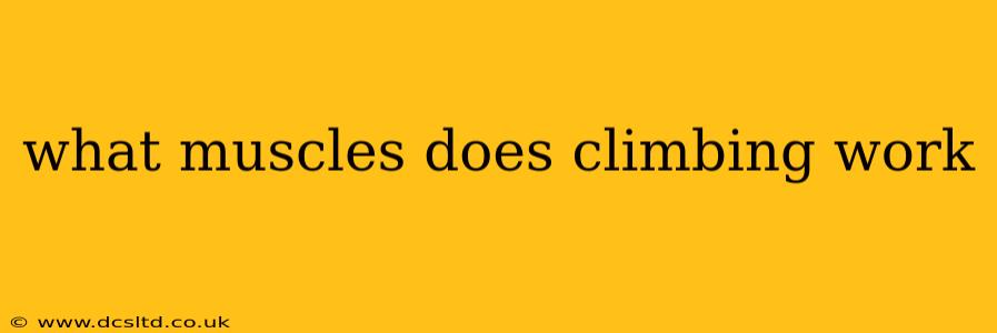 what muscles does climbing work