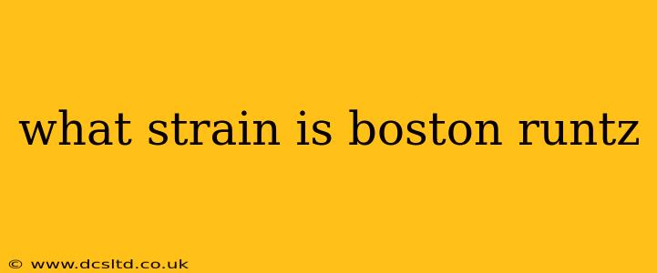 what strain is boston runtz