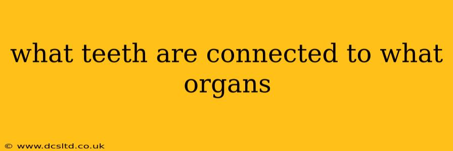 what teeth are connected to what organs