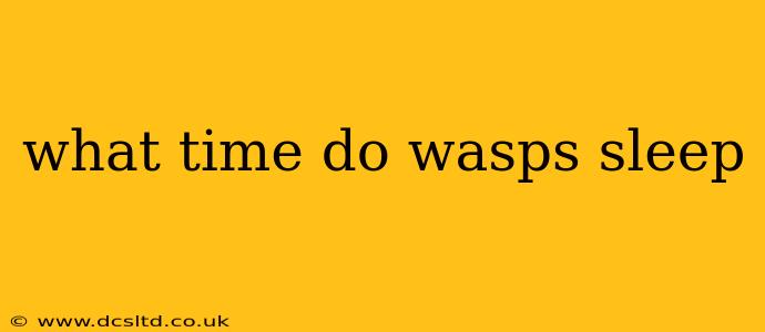 what time do wasps sleep
