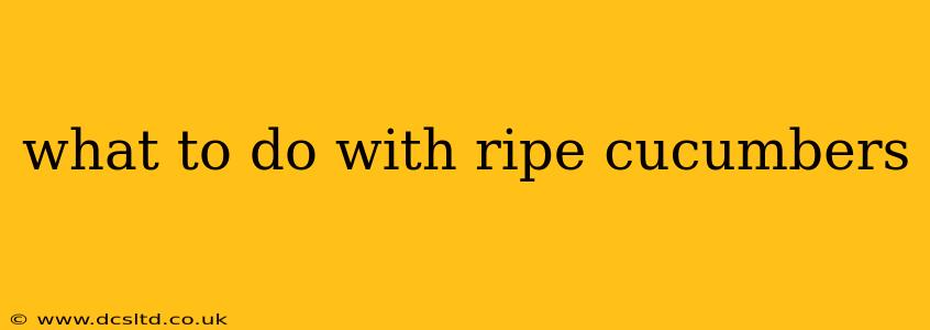 what to do with ripe cucumbers