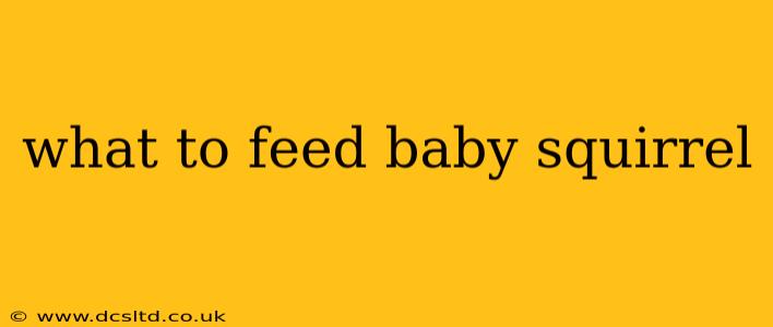 what to feed baby squirrel