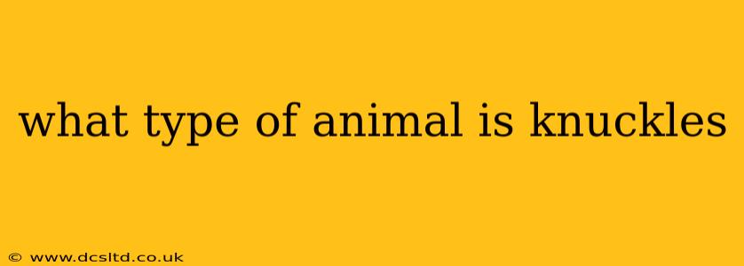 what type of animal is knuckles