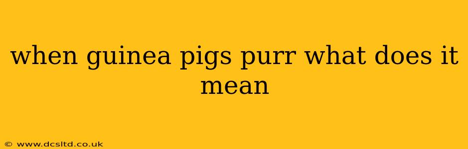 when guinea pigs purr what does it mean