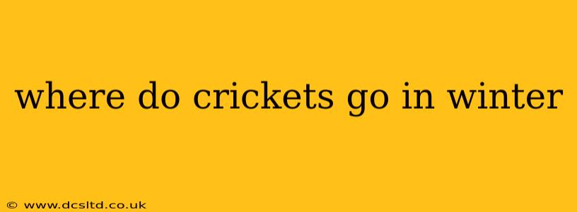 where do crickets go in winter