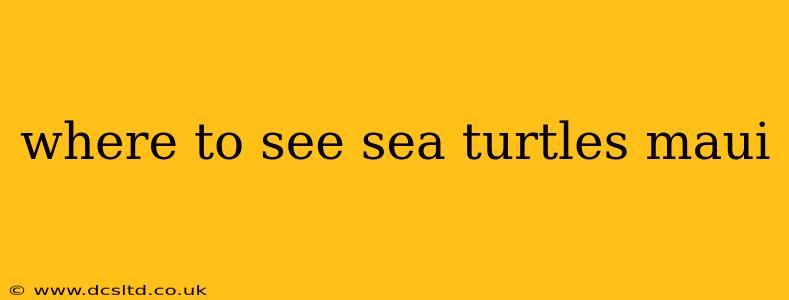 where to see sea turtles maui