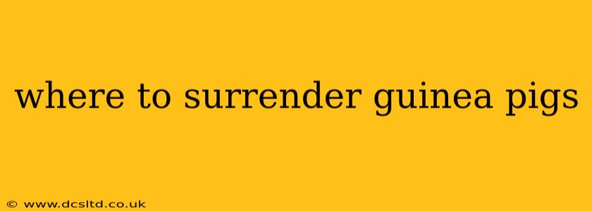 where to surrender guinea pigs
