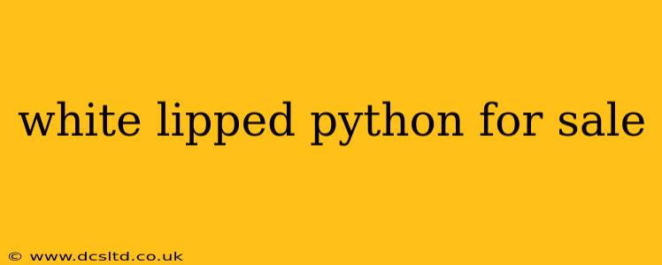 white lipped python for sale