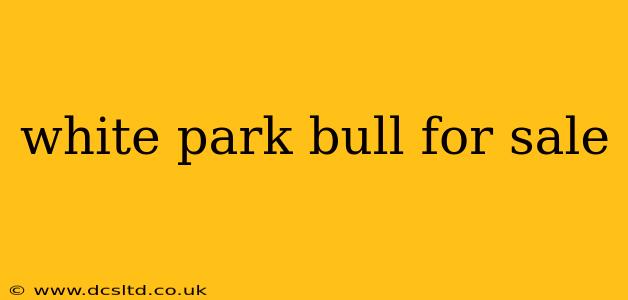 white park bull for sale