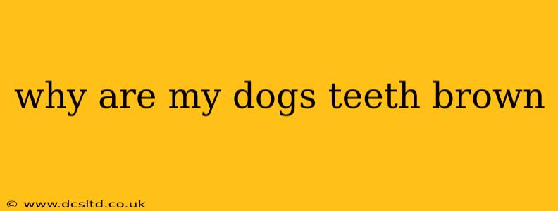 why are my dogs teeth brown