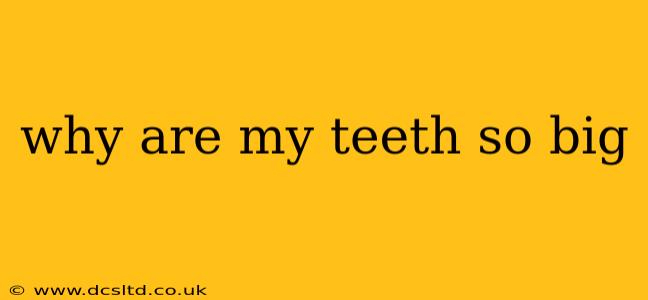 why are my teeth so big