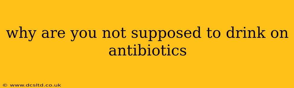 why are you not supposed to drink on antibiotics