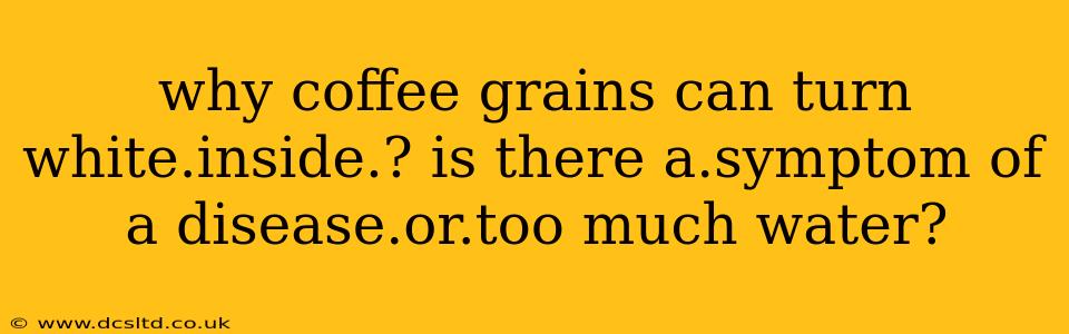 why coffee grains can turn white.inside.? is there a.symptom of a disease.or.too much water?