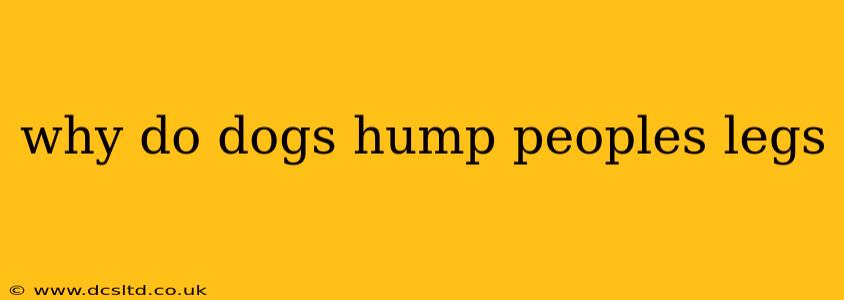 why do dogs hump peoples legs